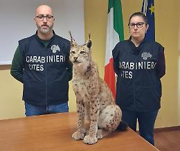 La lince di Riva presso Chieri: un trofeo illegale al centro dell’indagine