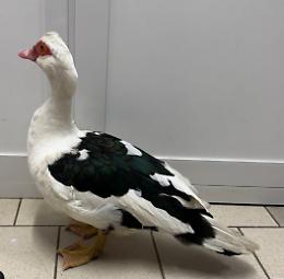 Chieri, trovata un’anatra muta in Piazza Dante