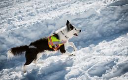 Cani da valanga piemontesi: operativi a pieno regime per la sicurezza in montagna
