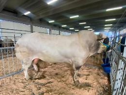 Carmagnola celebra le sue eccellenze agricole con la fiera di dicembre