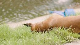 Verolengo, cane trovato morto sotto il ponte del Canale Cavour