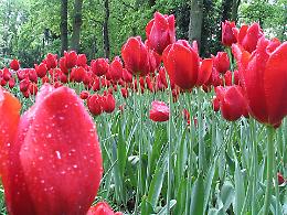 Tulipani a Rivarolo Canavese: bellezza ed educazione sbocciano nel prato adiacente alla palestra della Santissima Annunziata