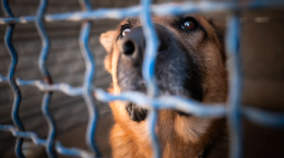 Emergenza freddo al canile di Novara: gli animali rischiano il gelo