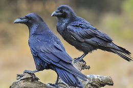 I corvi "padroni" del cimitero. &laquo;Non possiamo abbatterli, sono protetti&raquo;