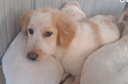 Sono i cuccioli pi&ugrave; teneri di Torino