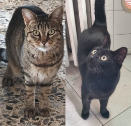 Lasciati per strada in un trasportino: la storia di Nerone e Perla