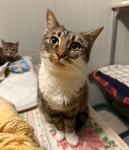 La dolce Gigi, una vita intera in gattile