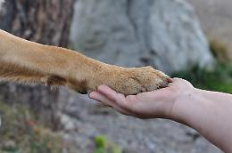 Carmagnola consente la tumulazione degli animali d&rsquo;affezione: le ceneri potranno riposare accanto al proprietario