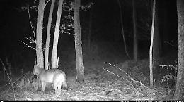 Aggredita da un animale sul Lago Maggiore, ma non si tratta di un lupo