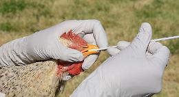 Allerta influenza aviaria nel Canavese: virus individuato in oche e anatre ornamentali