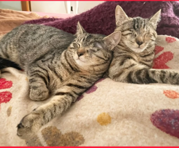 Due dolci "piratesse". Lucy e Morgana, gattine cieche ma piene d'amore