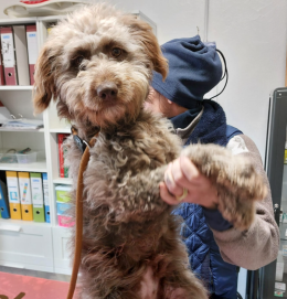 Vagava in strada: salvata, pulita e nutrita all'Enpa di Torino