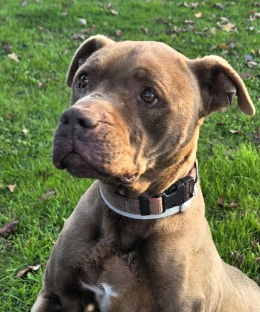 Il canile lager: aveva le zampe cos&igrave; distrutte da non poter pi&ugrave; camminare