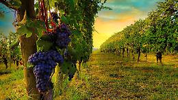 L&rsquo;Italia regge i dazi Usa, ma il Piemonte &egrave; tra le regioni pi&ugrave; vulnerabili: ecco perch&eacute;