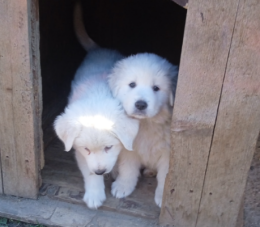 Bianca cucciolata a Val della Torre: due maschi e una femmina