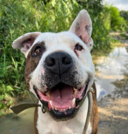 Legato in terrazzo e poi in un box: la vita dura di Bueno