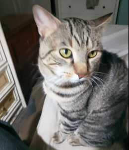 Felix cerca "un affitto breve" a Torino