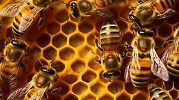 L&rsquo;Istituto comprensivo di Carignano entra nel &ldquo;Regno delle api&rdquo; della Regione Piemonte