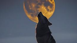 Luna Piena del Lupo 2026: il primo grande spettacolo dell&rsquo;anno