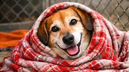 L'appello del rifugio: &laquo;Fa freddo, servono coperte per i cani abbandonati&raquo;. E scatta la gara di solidariet&agrave;