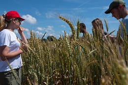 Agricoltura piemontese, via libera a nuovi fondi Ue per ricerca e innovazione