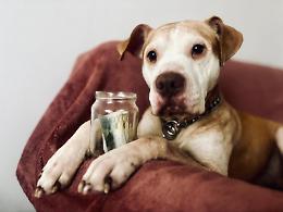 Nichelino, la tassa per chi ha un cane: 54 euro all'anno &laquo;Animali sporcano pi&ugrave; dei bambini&raquo;