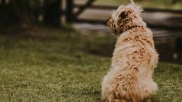 Cucciolo lasciato all&rsquo;aperto a Settimo Torinese, la citt&agrave; si mobilita