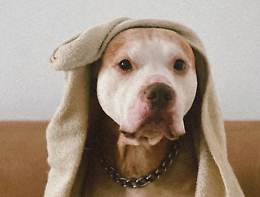 Sanit&agrave; animale, Cerutti (Lega): Sostegno concreto alle famiglie fragili per l'acquisto dei farmaci veterinari