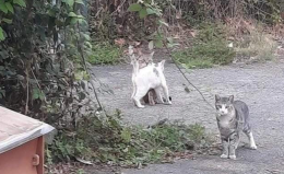 La colonia felina di Cascine Vica cerca aiuti