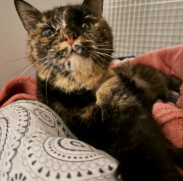 E' la mascotte della casa di riposo: la dolce Adelaide