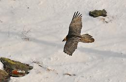 Valle di Rh&ecirc;mes: confermato l&rsquo;inizio della cova dei gipeti