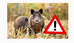 Peste suina, il virus non si ferma: 14 nuovi casi tra Piemonte e Liguria