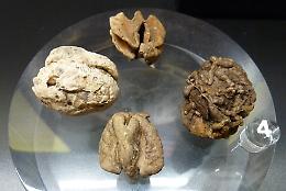 Qual &egrave; il fossile simbolo della Regione Piemonte?