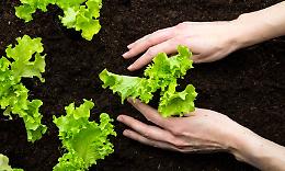 Fertilizzanti senza dazi: ossigeno per le aziende agricole torinesi