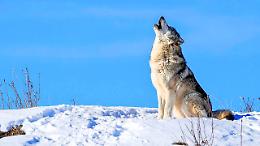 Il paese &egrave; &ldquo;assediato&rdquo; dai lupi e il sindaco scrive al prefetto di Torino: &laquo;Aprire la caccia&raquo;