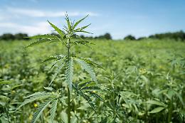 Cannabis light, condannato agricoltore della Val di Chy