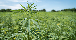 Cuneo, rapina in un deposito di cannabis light: sette arresti dopo le indagini