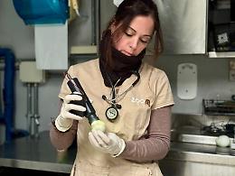 In arrivo a Zoom altri cinque pinguini africani: &egrave; la colonia pi&ugrave; popolosa d'Italia