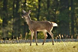 Bardonecchia, salvato il cervo rimasto ferito in un cortile: &egrave; tornato nei boschi