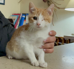 Ha perso un occhio vivendo per strada, ha soli 3 mesi