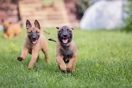 E&rsquo; il cane pi&ugrave; bello su tutti i social: Malinois, i pro e i contro della razza