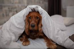 Chivasso, cane bloccato con la testa tra le sbarre del balcone
