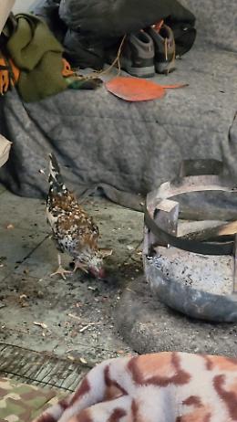 C&rsquo;&egrave; vita alle Sempione: allontanati i tossici, restano gli animali da cortile