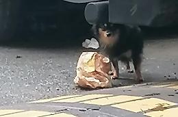 "Chihuahua a 50 euro": tre cani chiusi nel camper da mesi. Ma ancora nessuno interviene