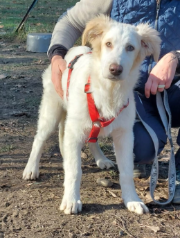 Paco, il cucciolone di Torino