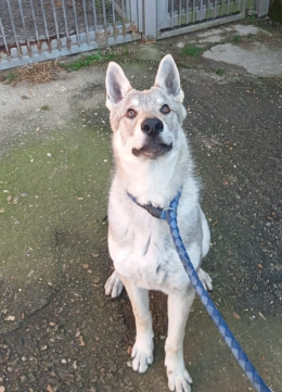 Un lupo cecoslovacco di nome Daniel