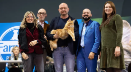 Il gatto pi&ugrave; bello del mondo? E' italiano: ecco "chi &egrave;" 