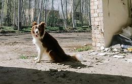 Carmagnola, cani tra fango, feci e lamiere: le condizioni denunciate dalle guardie zoofile