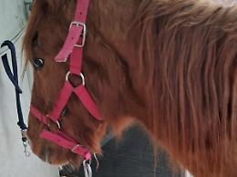 Ridotta a uno scheletro e dimenticata: parte la "Rivincita di Matilda", la cavallina di Berbania