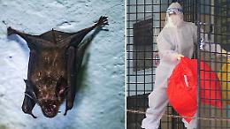 Nuovi casi di virus Nipah, autorit&agrave; in allerta